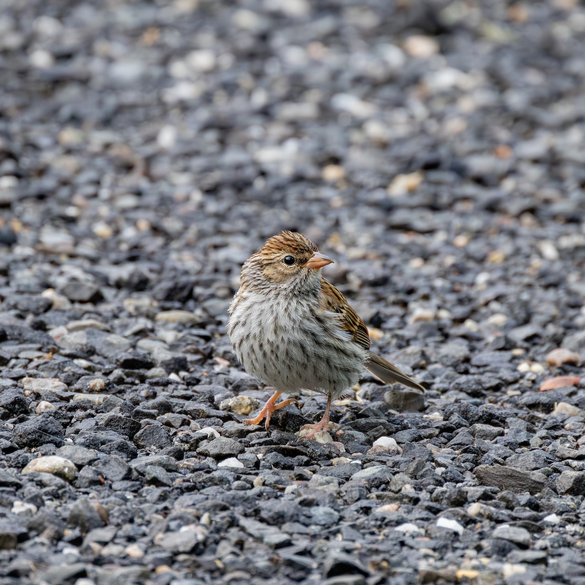 Chipping Sparrow - ML620899603