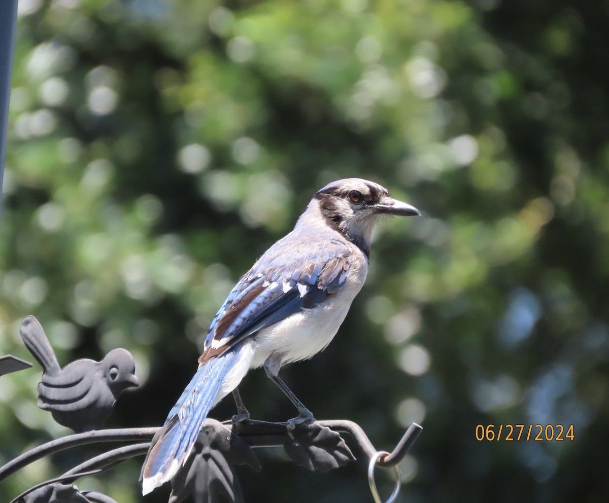 Blue Jay - ML620899607