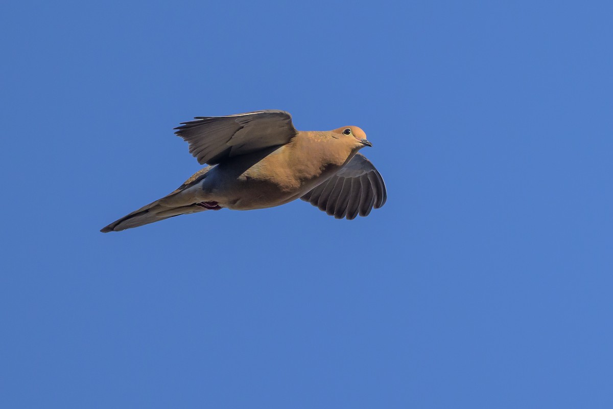 Mourning Dove - ML620899620