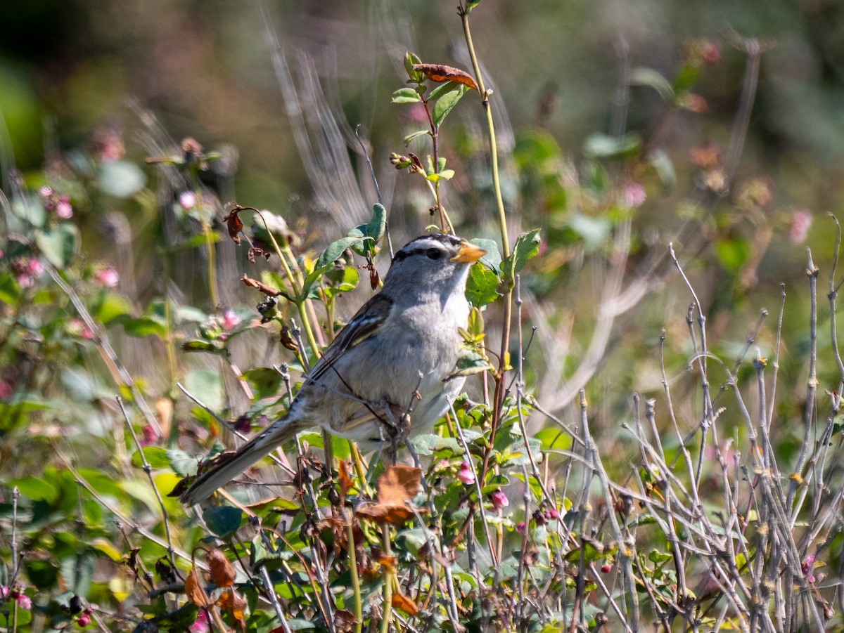 White-crowned Sparrow - ML620899622