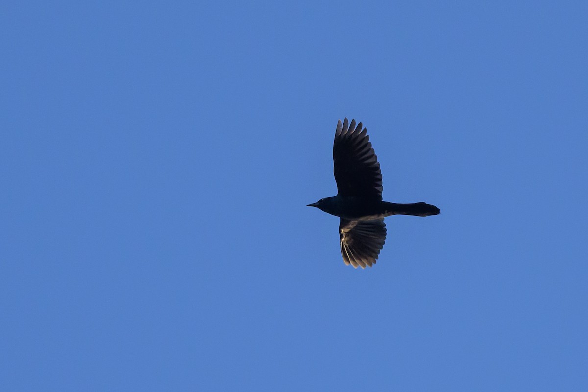 Common Grackle - ML620899624