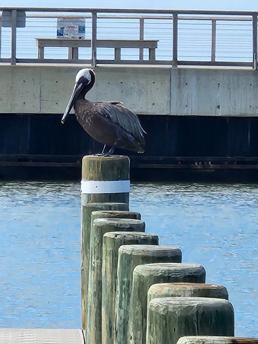 Brown Pelican - ML620899659