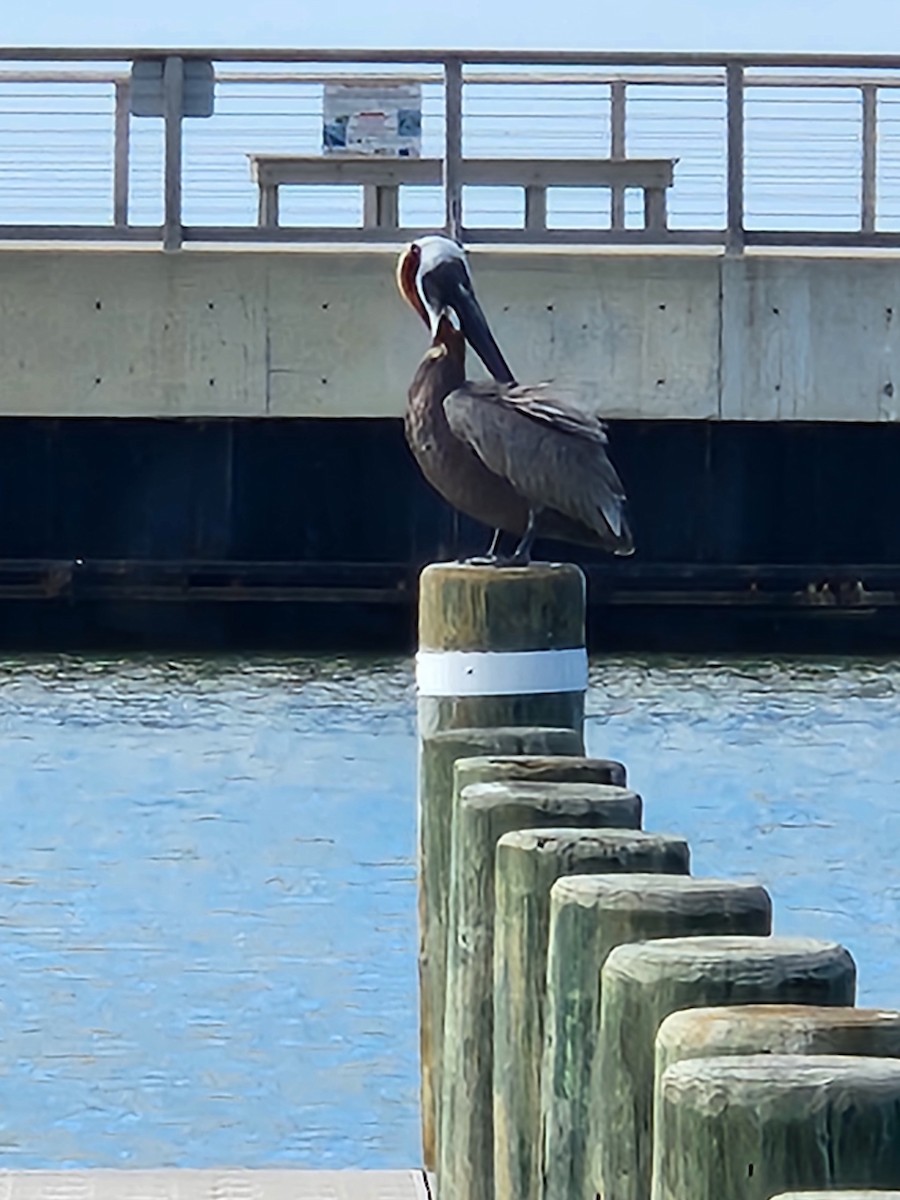 Brown Pelican - ML620899660