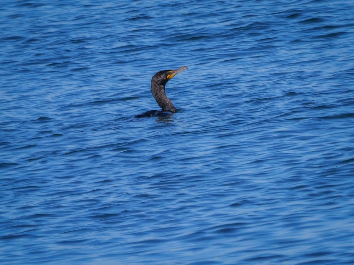 Cormoran à aigrettes - ML620899661