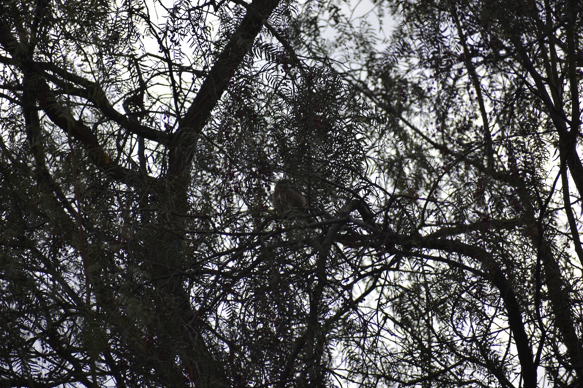 Peruvian Pygmy-Owl - ML620899666