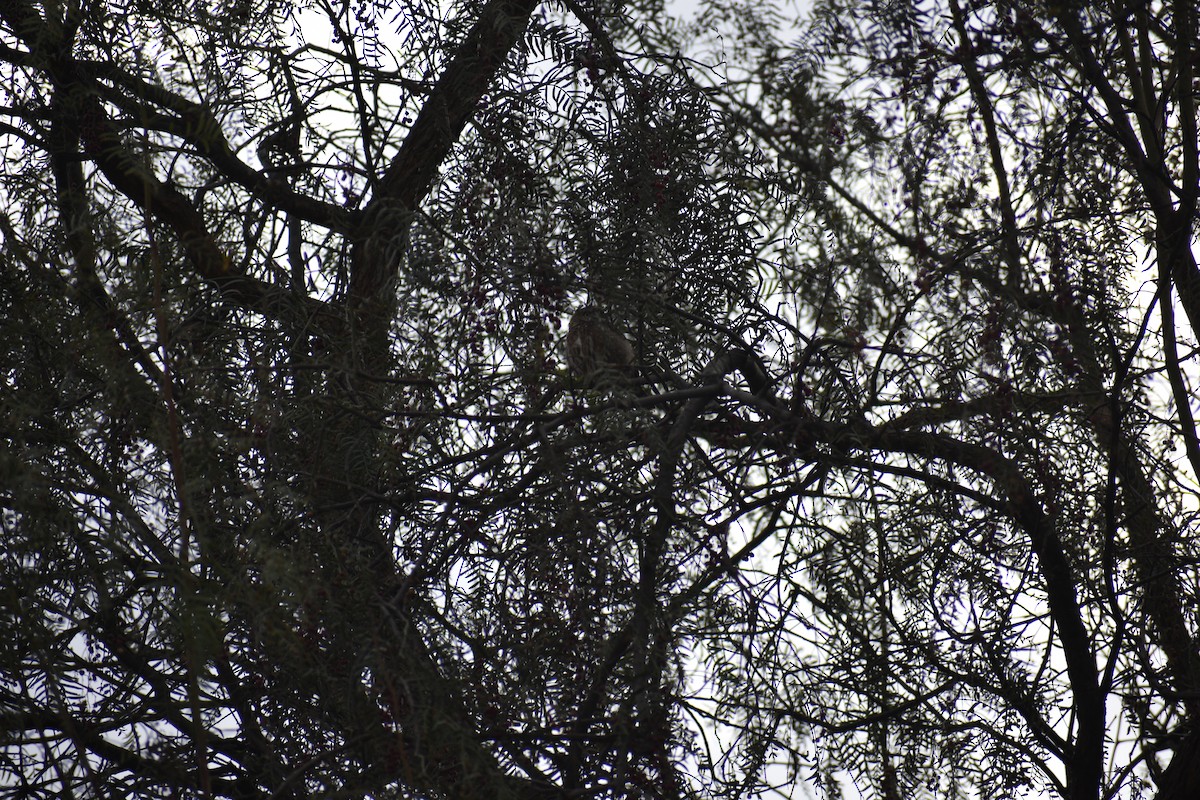 Peruvian Pygmy-Owl - ML620899667