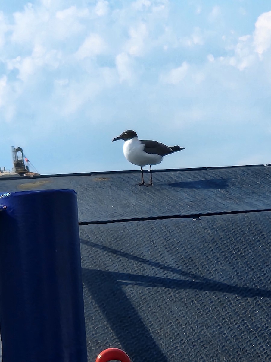 Laughing Gull - ML620899668