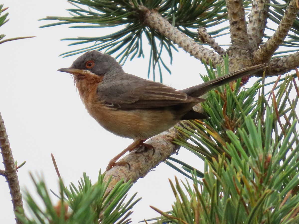 Western Subalpine Warbler - ML620899669