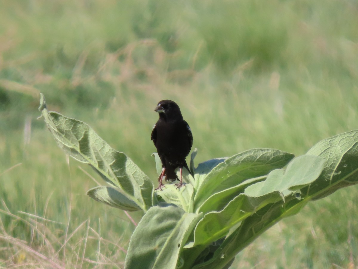 Lark Bunting - ML620899670