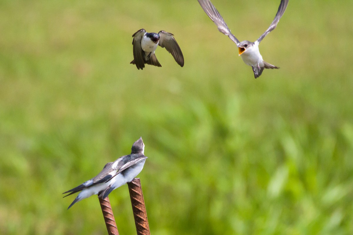 White-winged Swallow - ML620899672