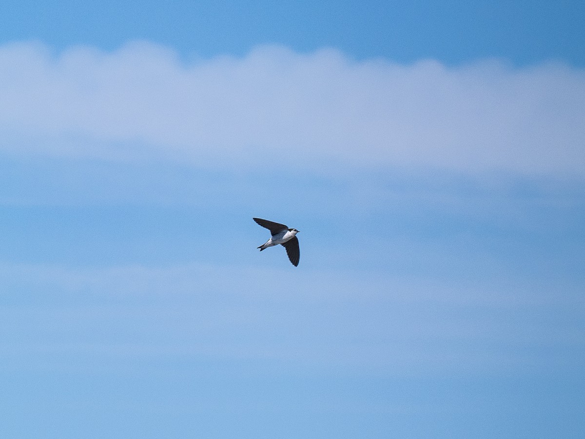 Tree Swallow - ML620899673