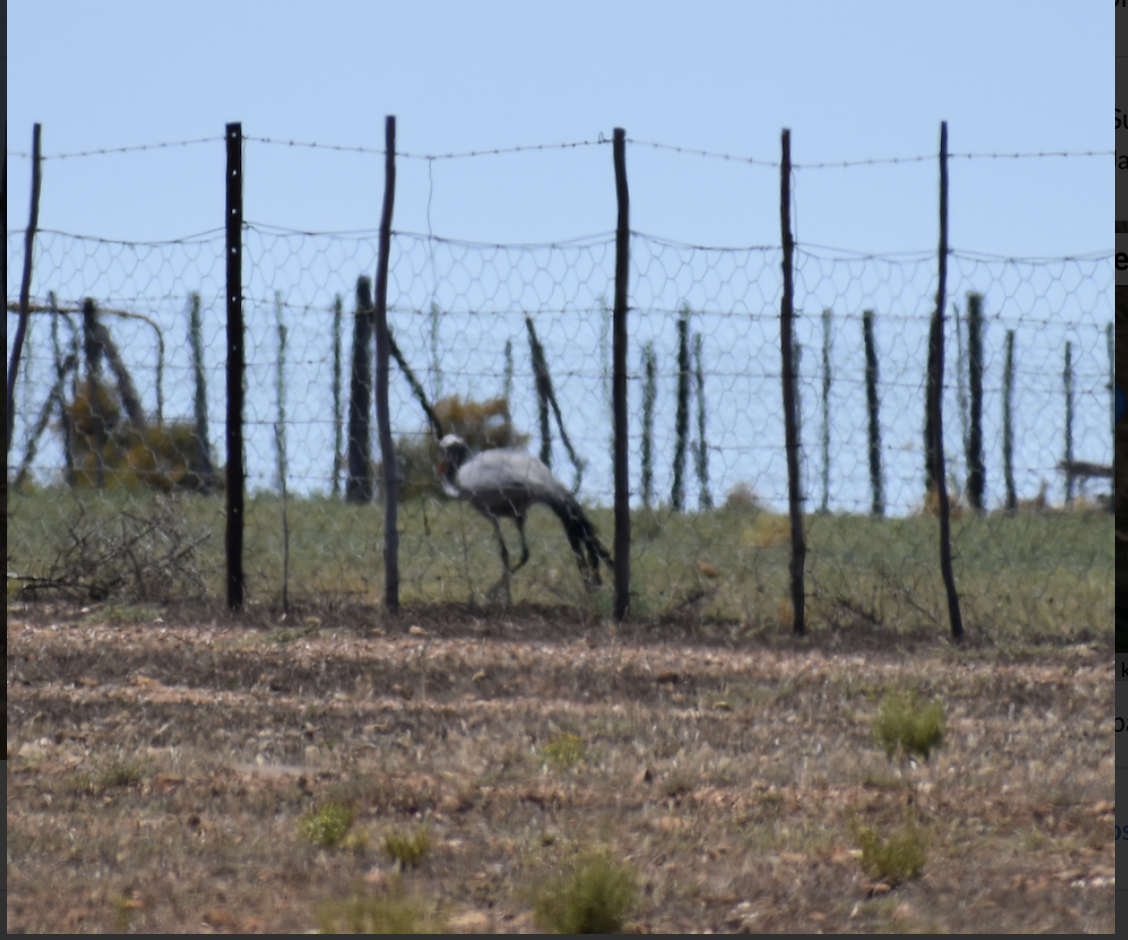 Blue Crane - ML620899674