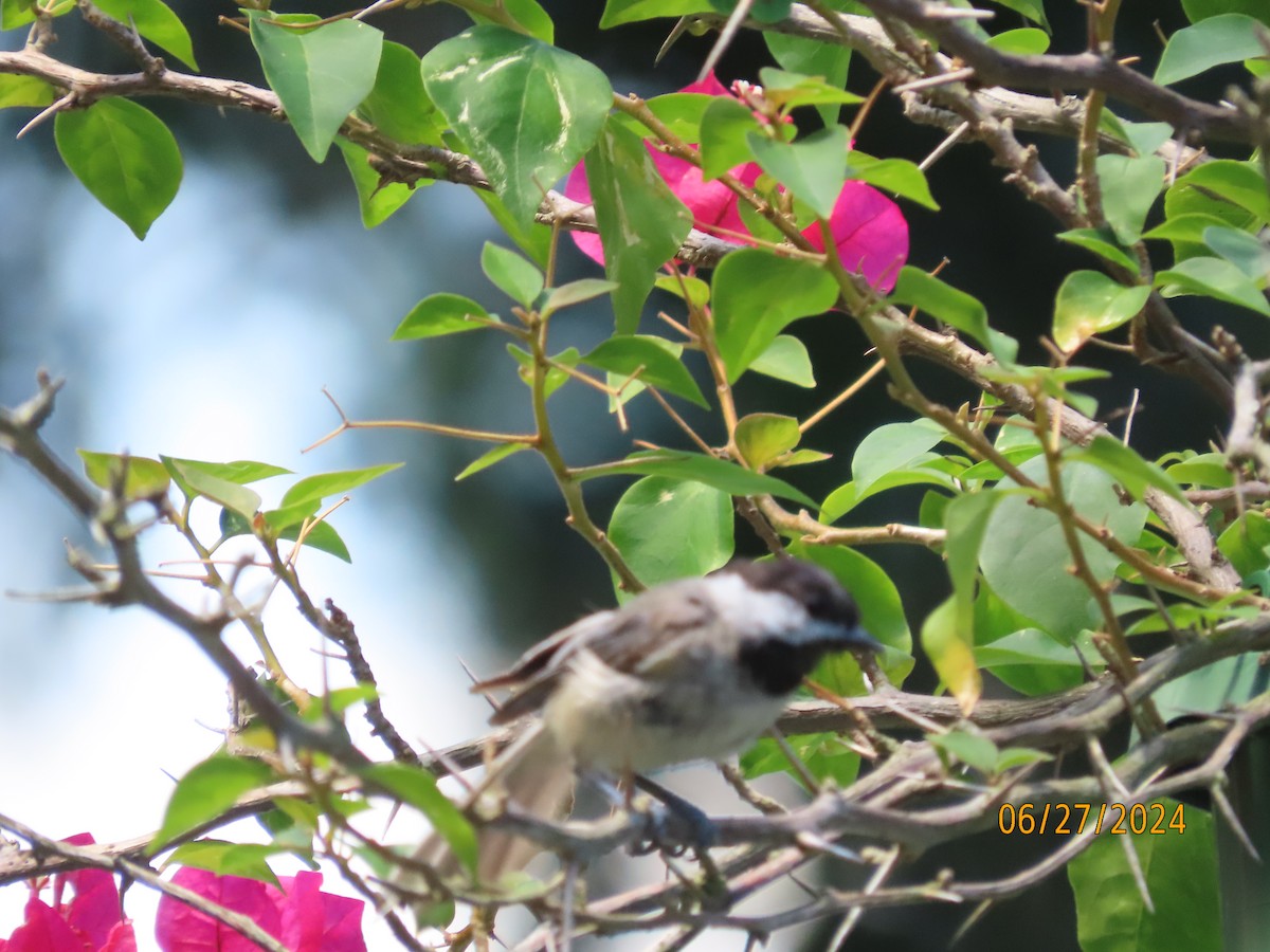 Carolina Chickadee - Susan Leake