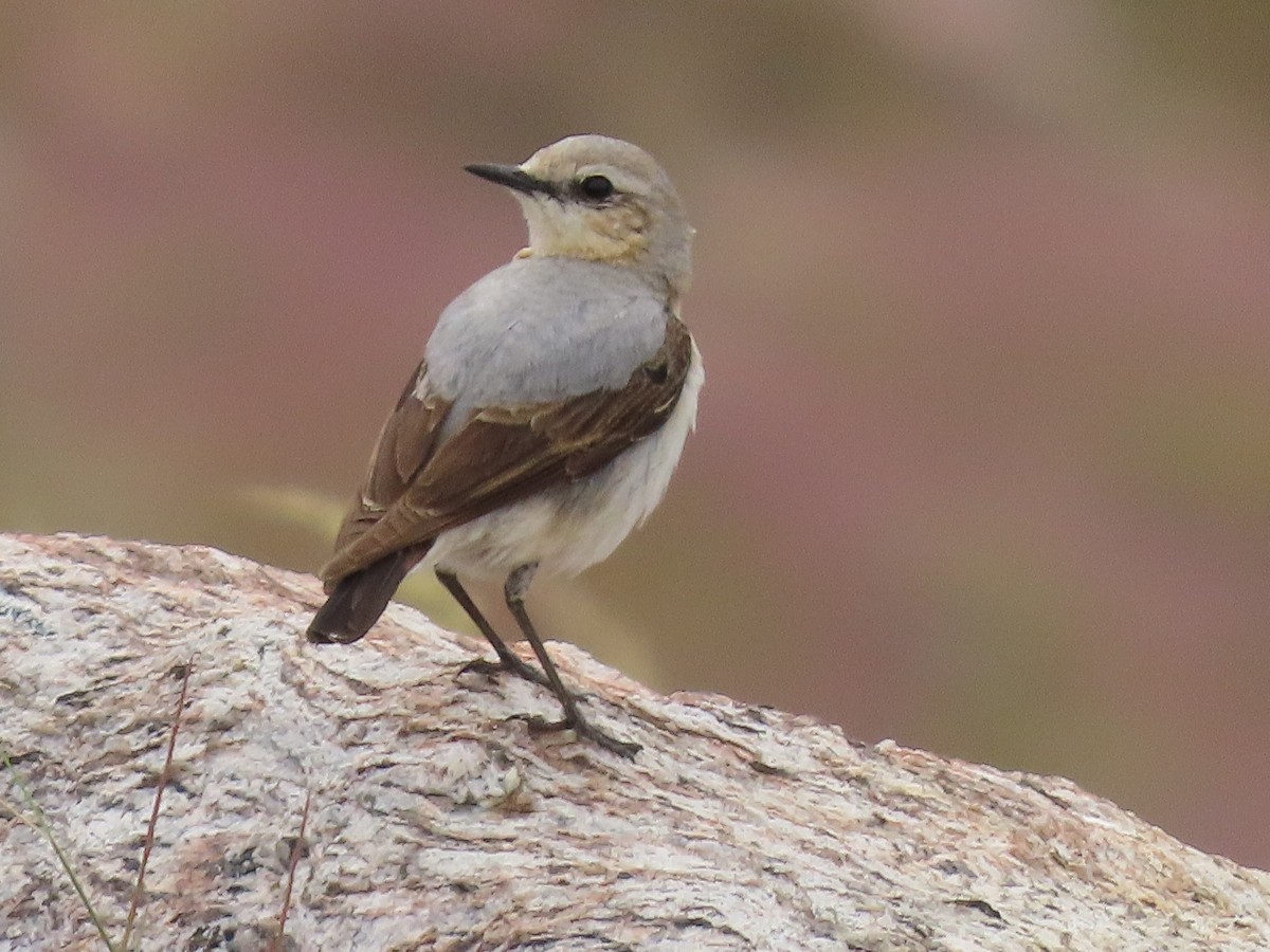 Northern Wheatear - ML620899679