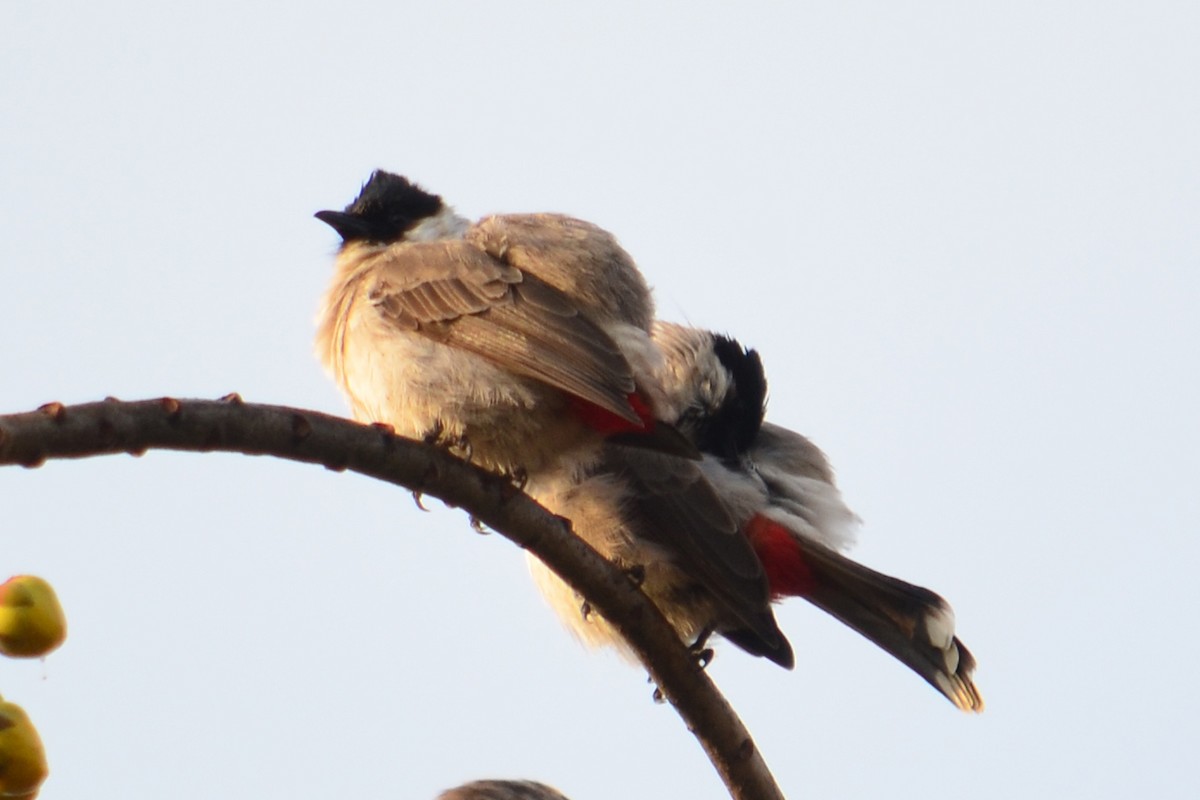 Sooty-headed Bulbul - ML620899680