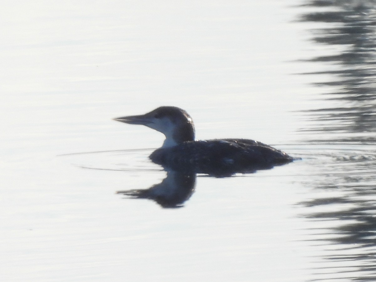 Common Loon - ML620899685