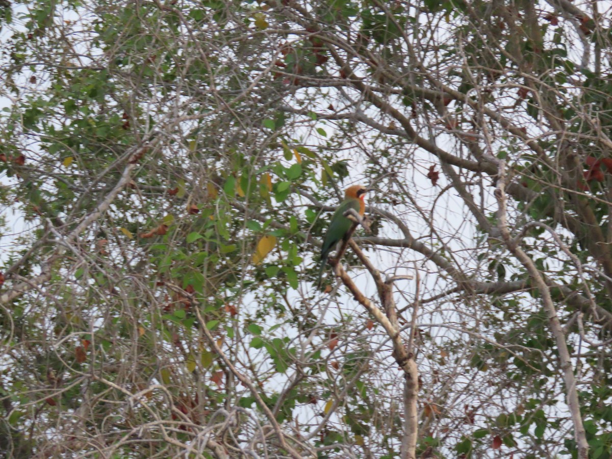 White-fronted Bee-eater - ML620899700