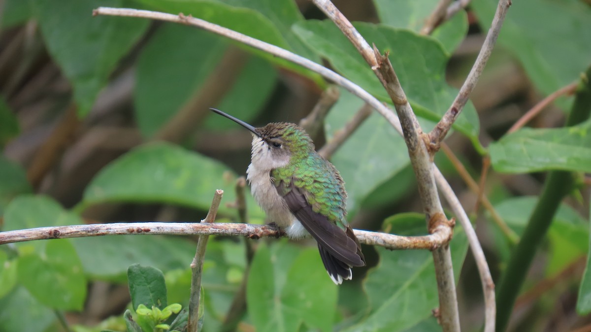 Ruby-throated Hummingbird - ML620899701