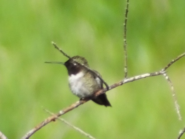 Broad-tailed Hummingbird - ML620899703