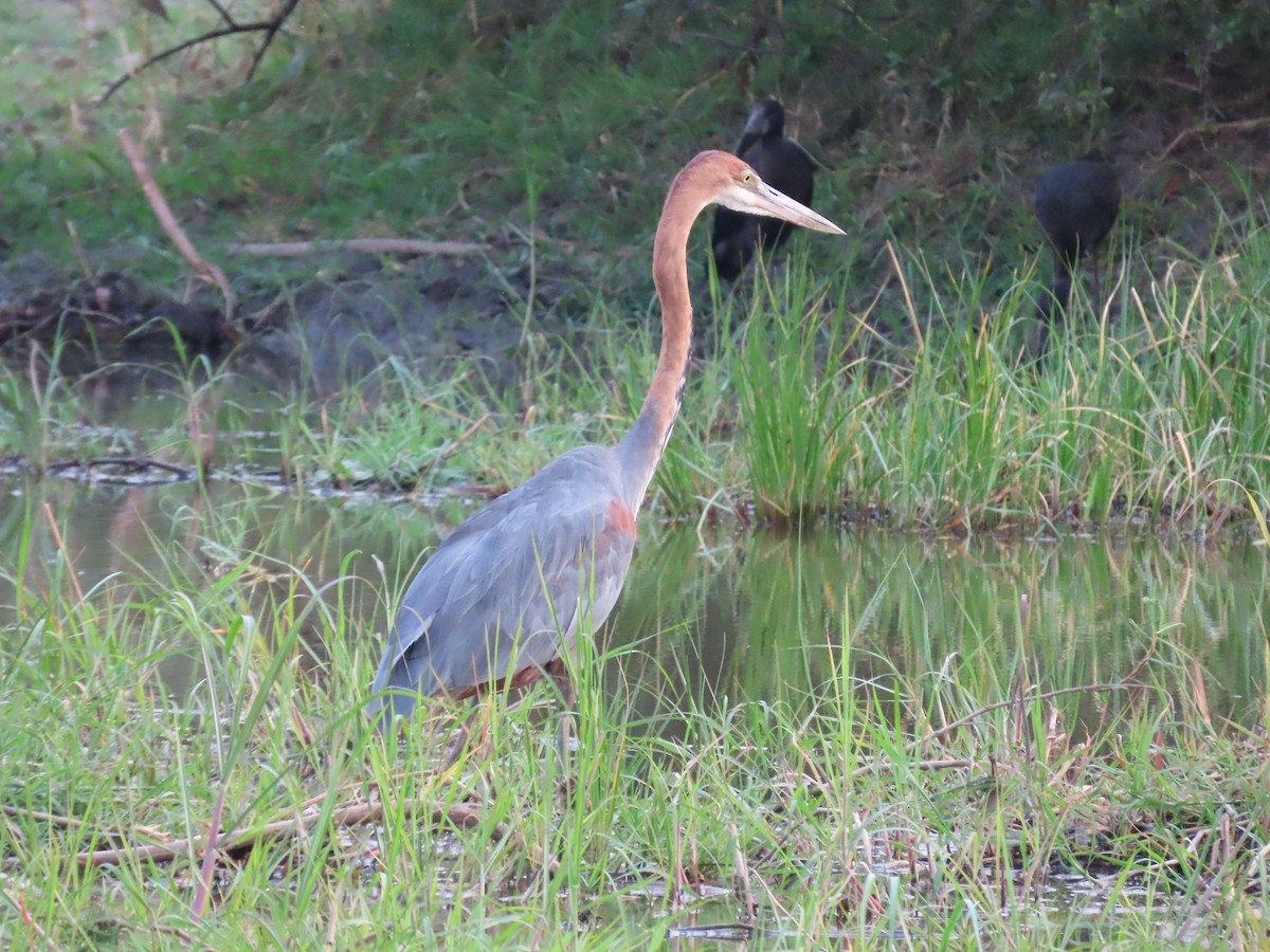 Goliath Heron - ML620899712