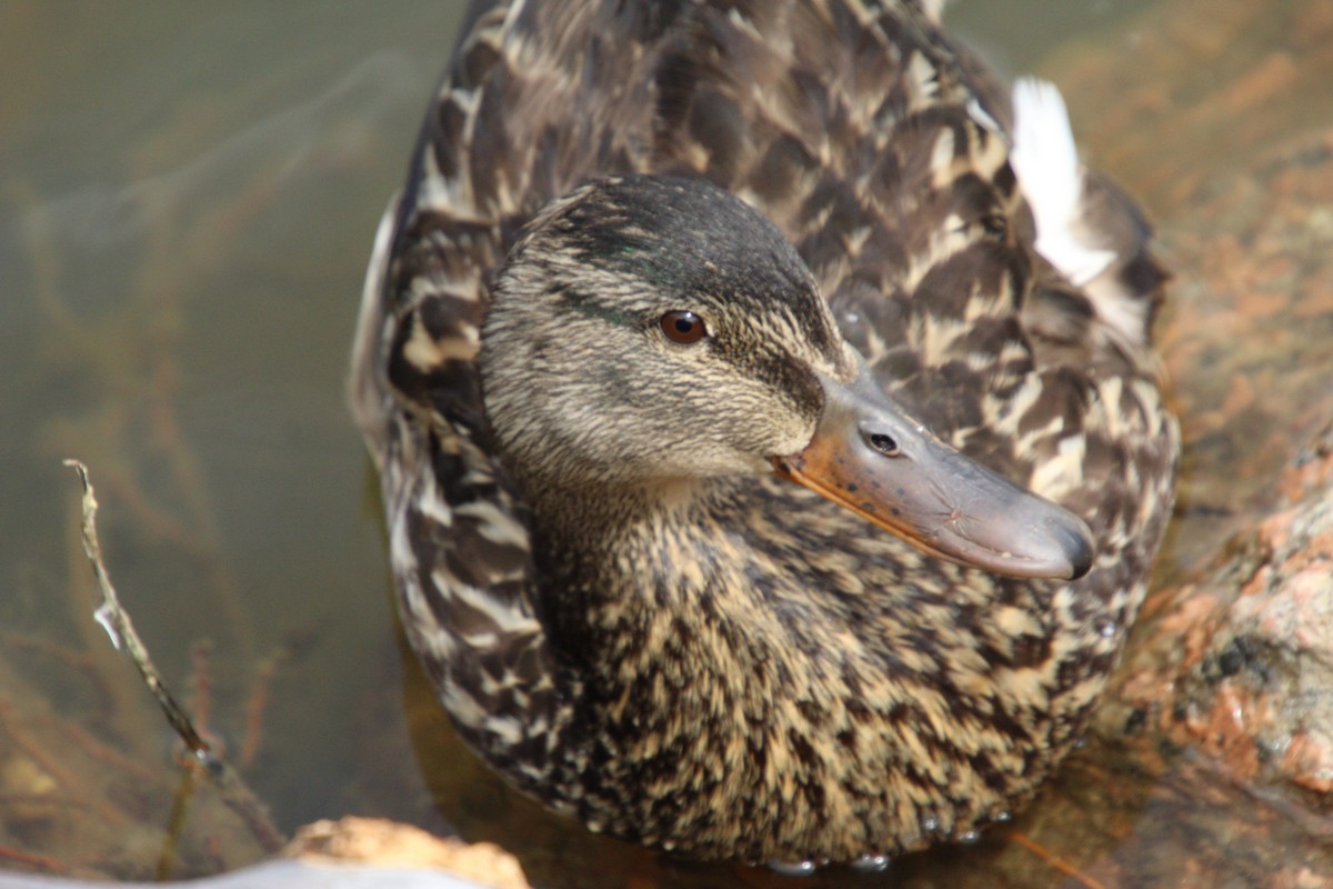 Canard colvert - ML620899714