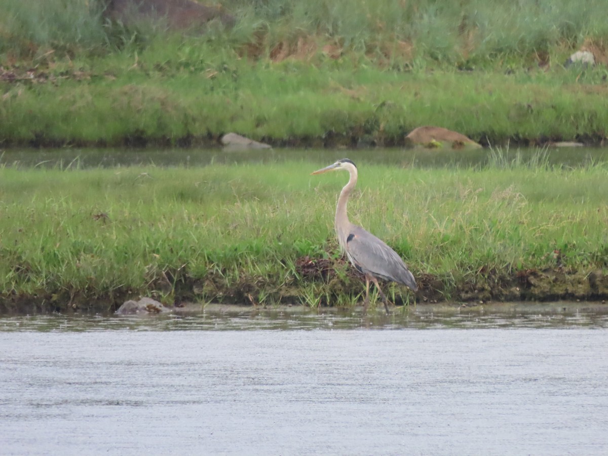 Great Blue Heron - ML620899717