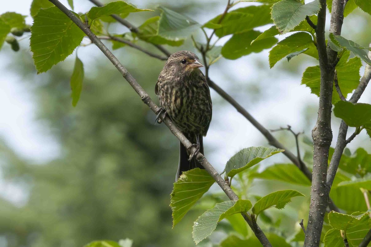 Red-winged Blackbird - Scott Fischer