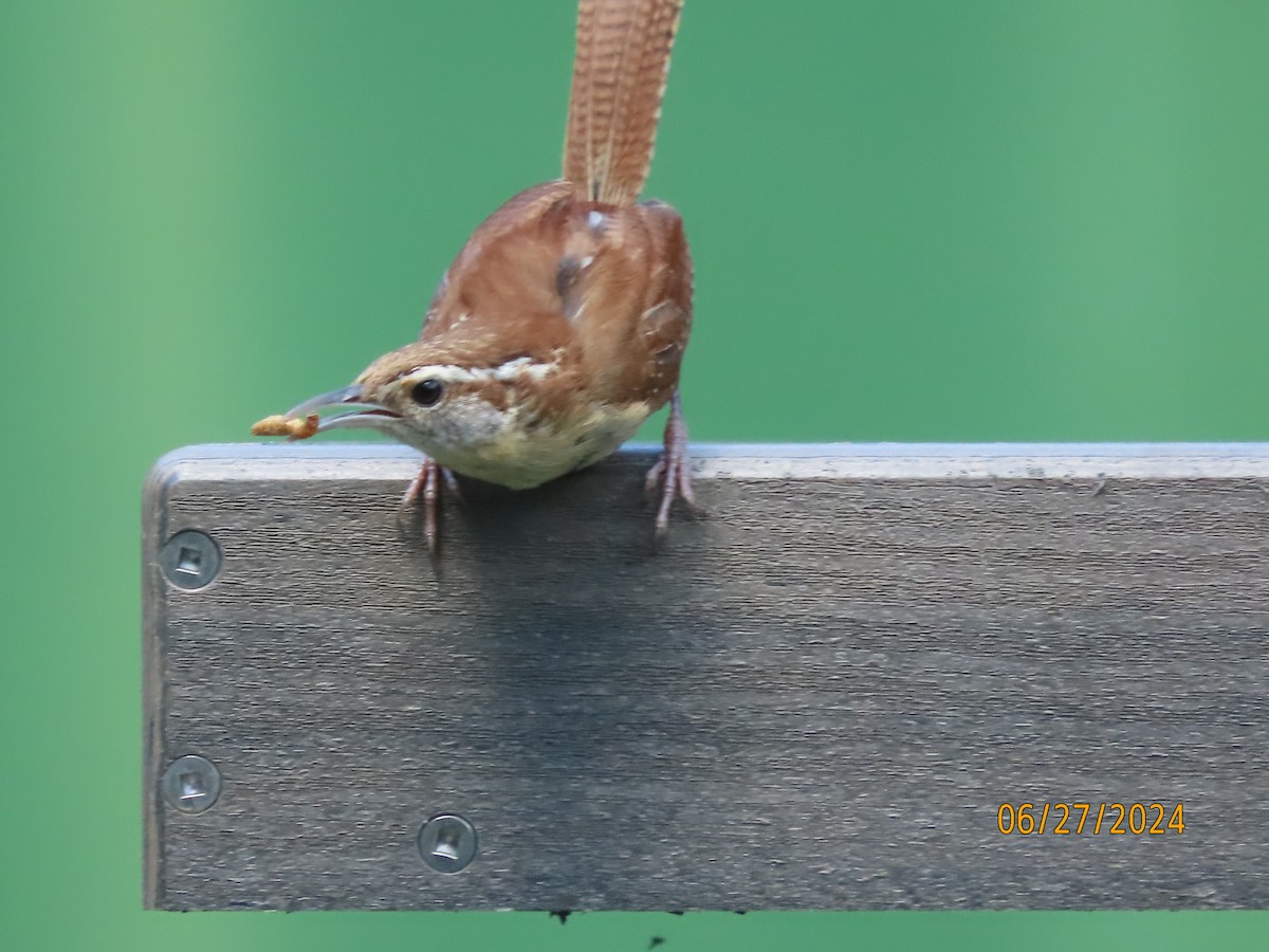 Carolina Wren - Susan Leake