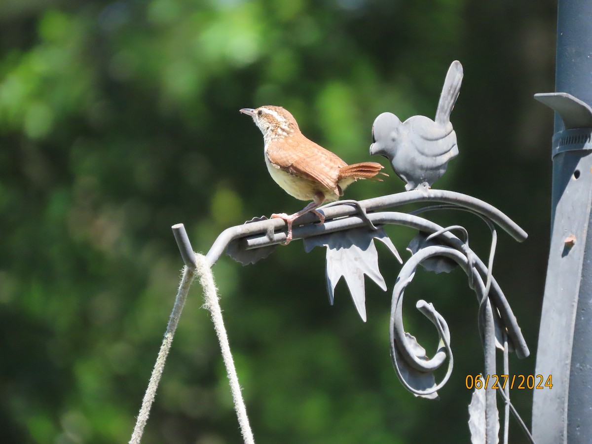 Carolina Wren - ML620899721