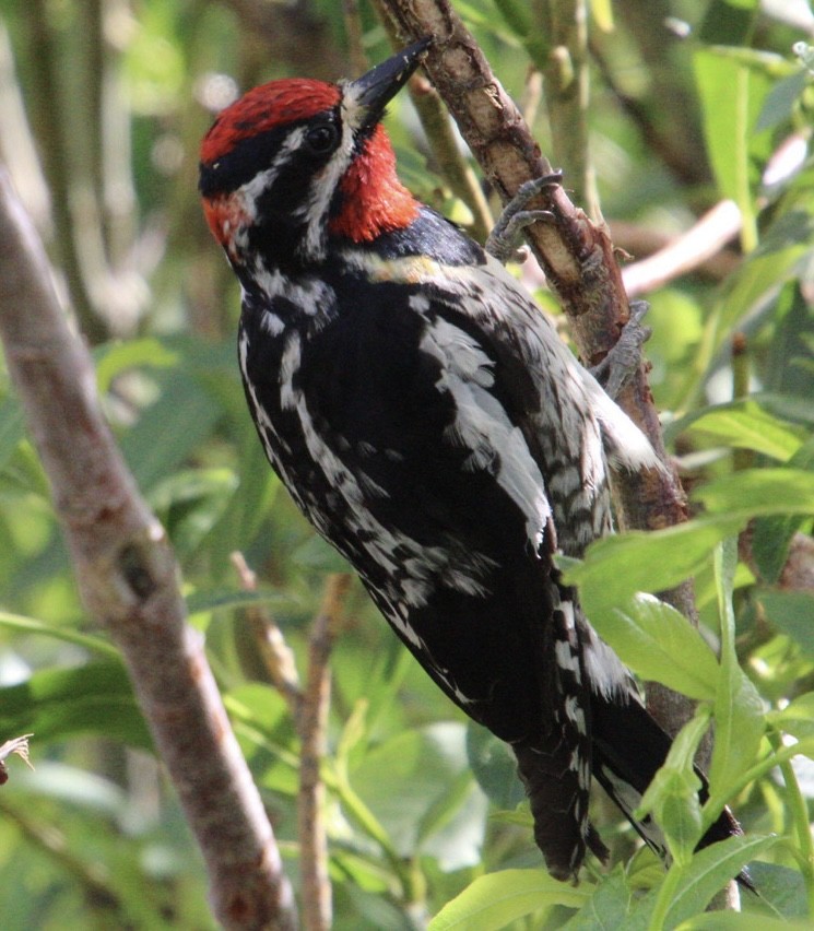 Red-naped Sapsucker - Cindy Morrow