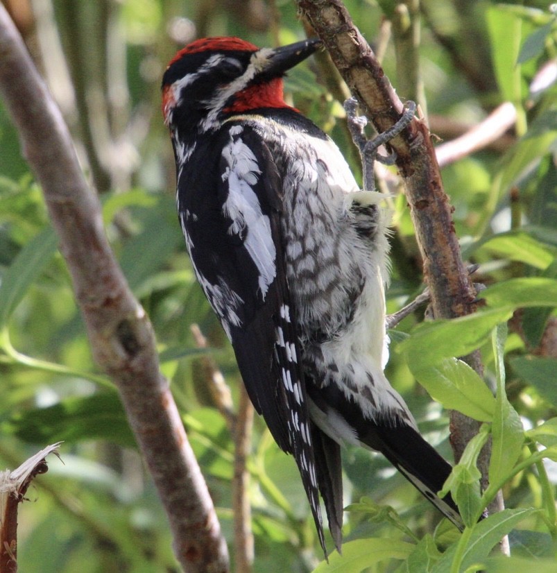 Red-naped Sapsucker - ML620899727