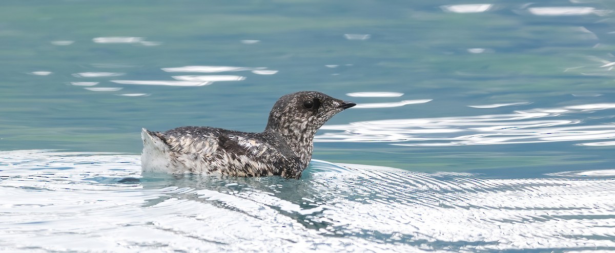 Kittlitz's Murrelet - ML620899728