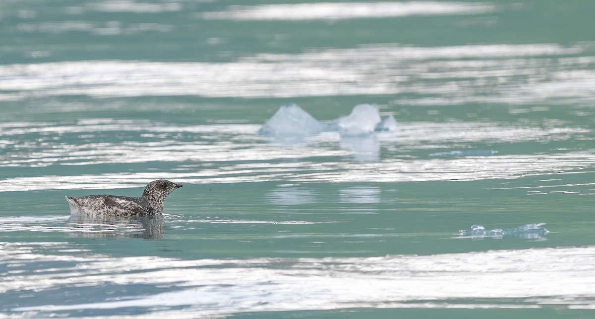 Kittlitz's Murrelet - ML620899729