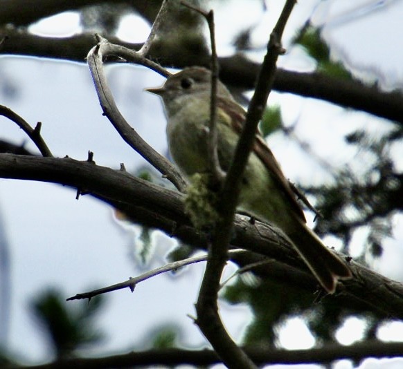 Hammond's Flycatcher - ML620899732