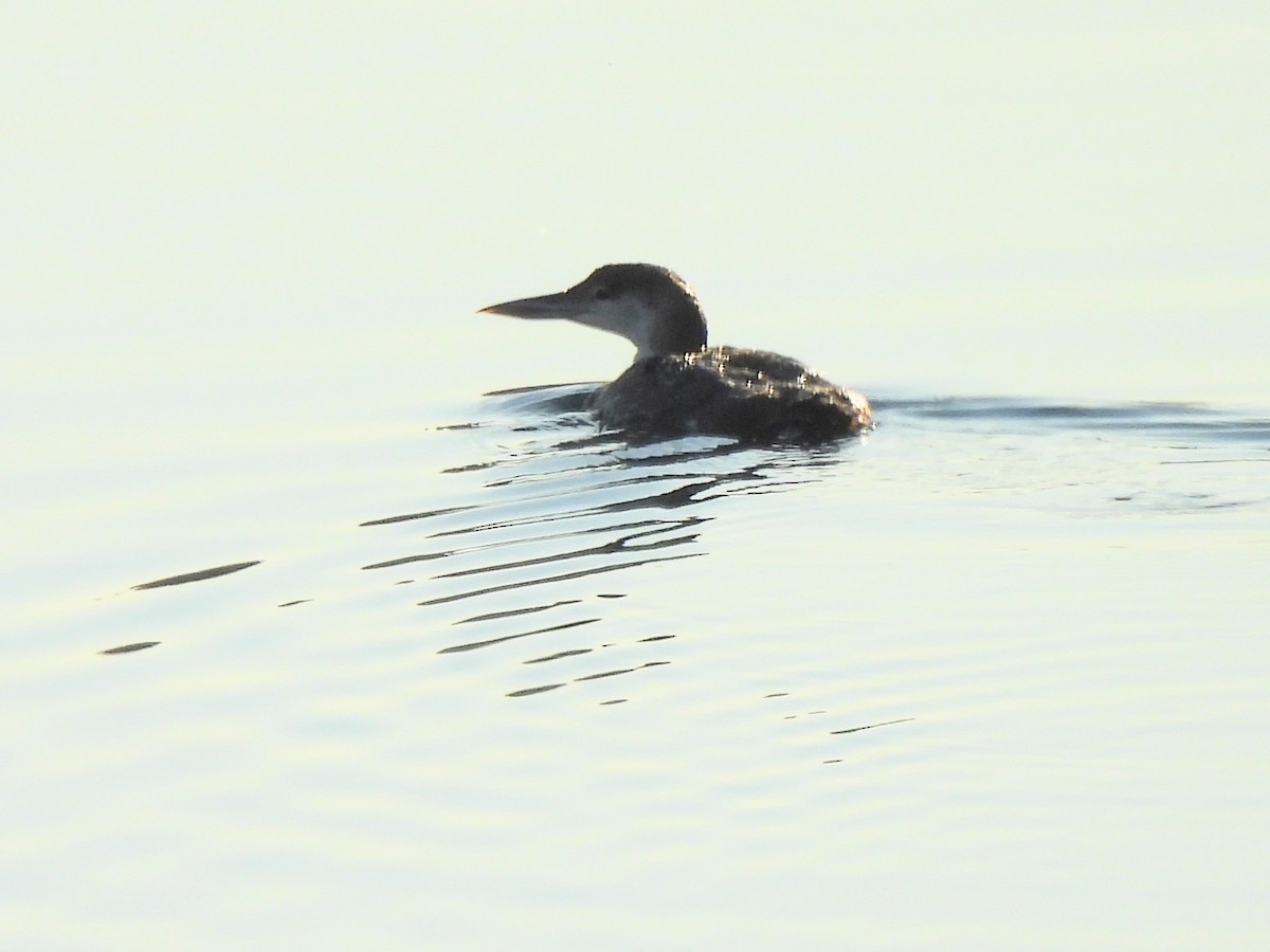 Common Loon - ML620899734