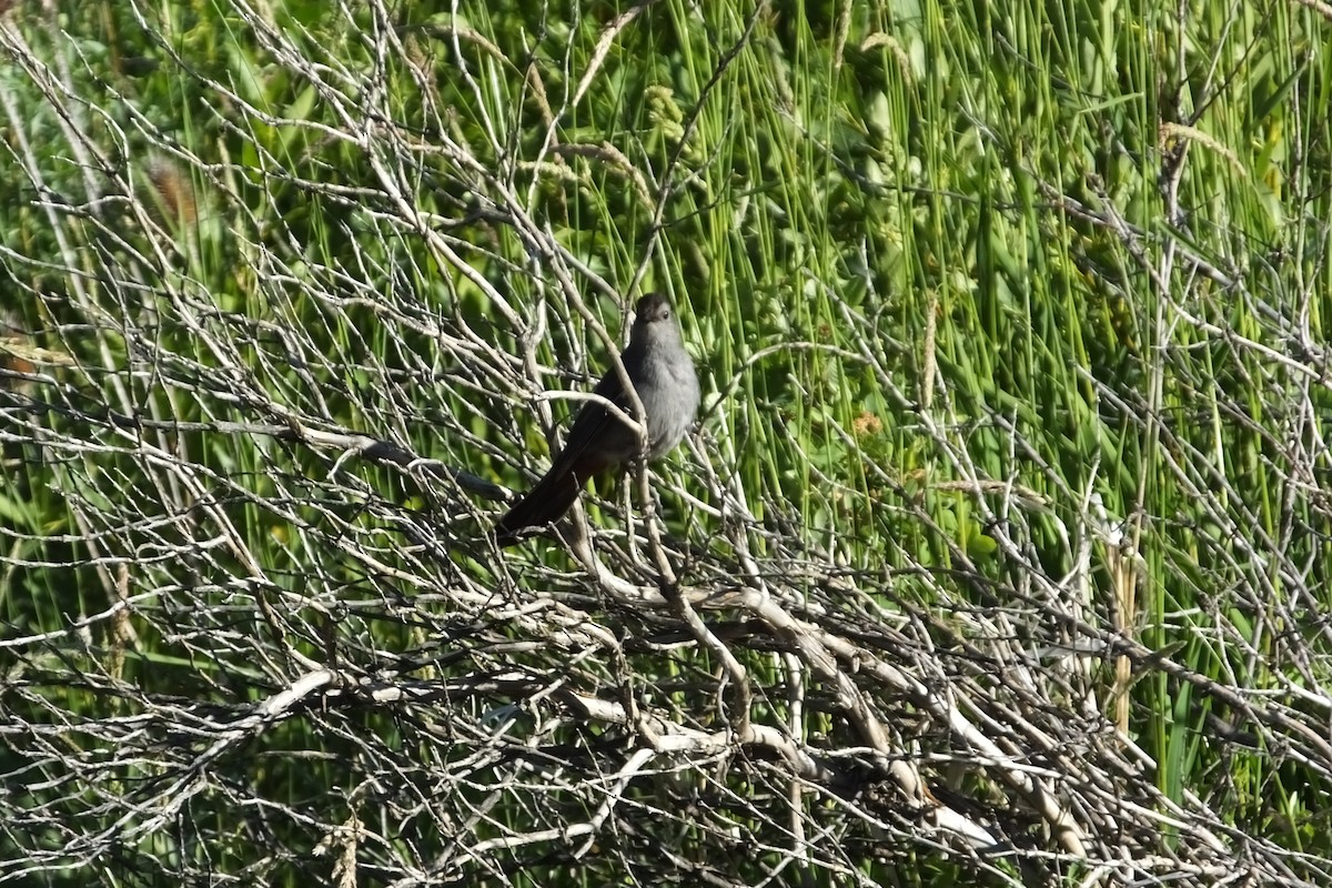 Gray Catbird - Dave Hanscom