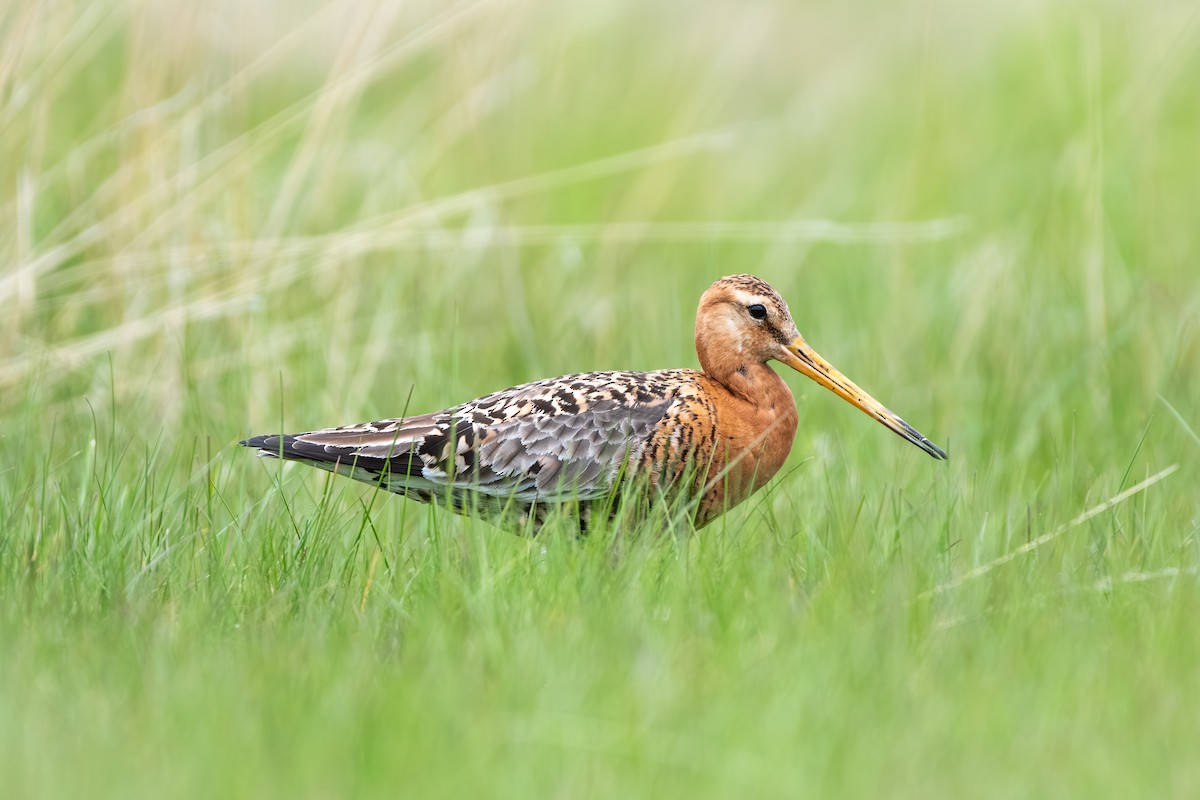 Black-tailed Godwit - ML620899736