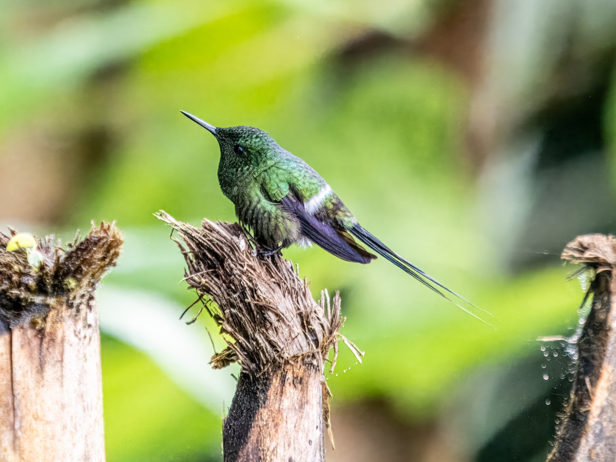 Rabudito Verde - ML620899737