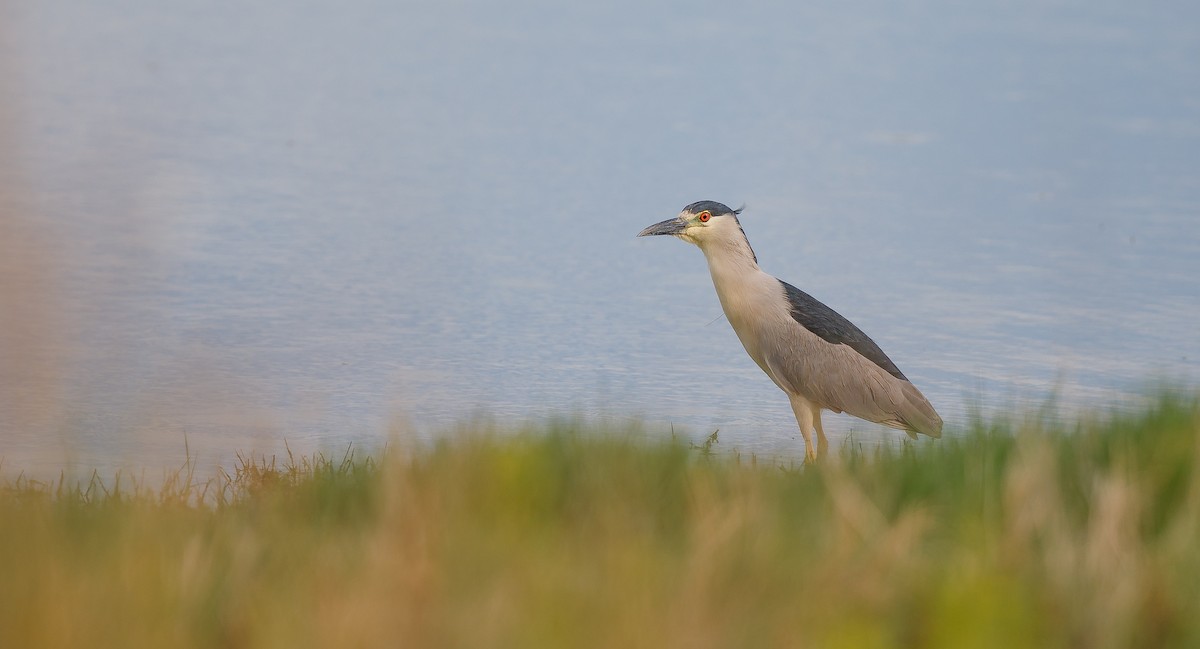 Black-crowned Night Heron - ML620899740