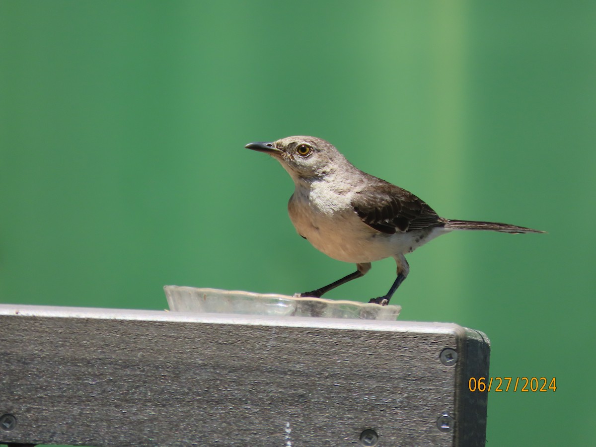 Northern Mockingbird - ML620899741