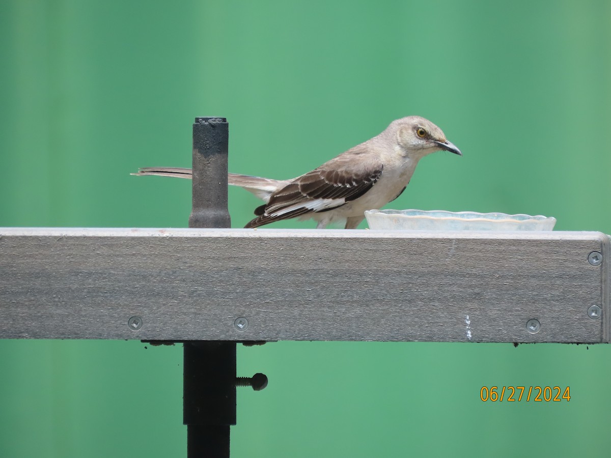 Northern Mockingbird - ML620899742