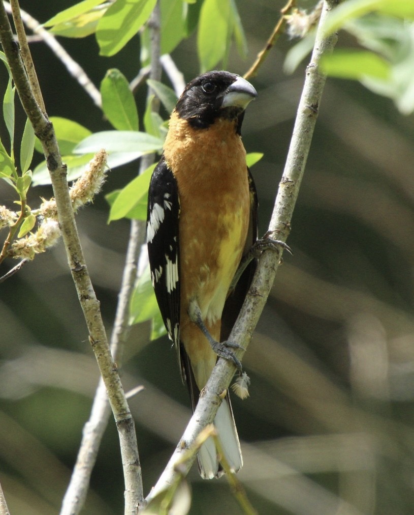 Cardinal à tête noire - ML620899747