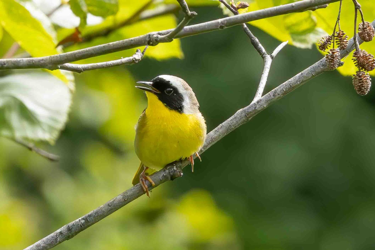 Common Yellowthroat - ML620899750