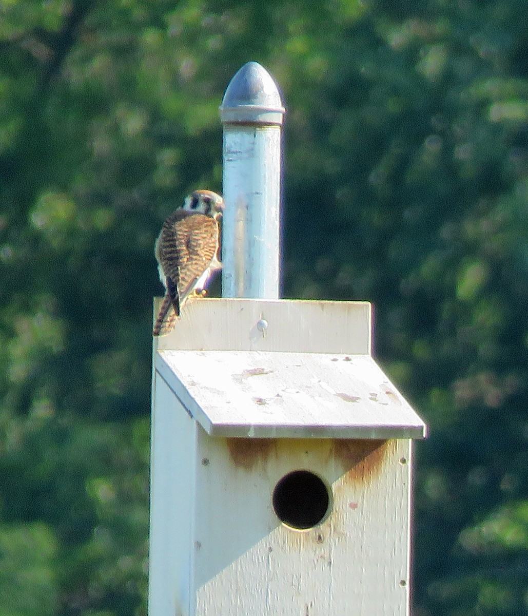 American Kestrel - ML620899751