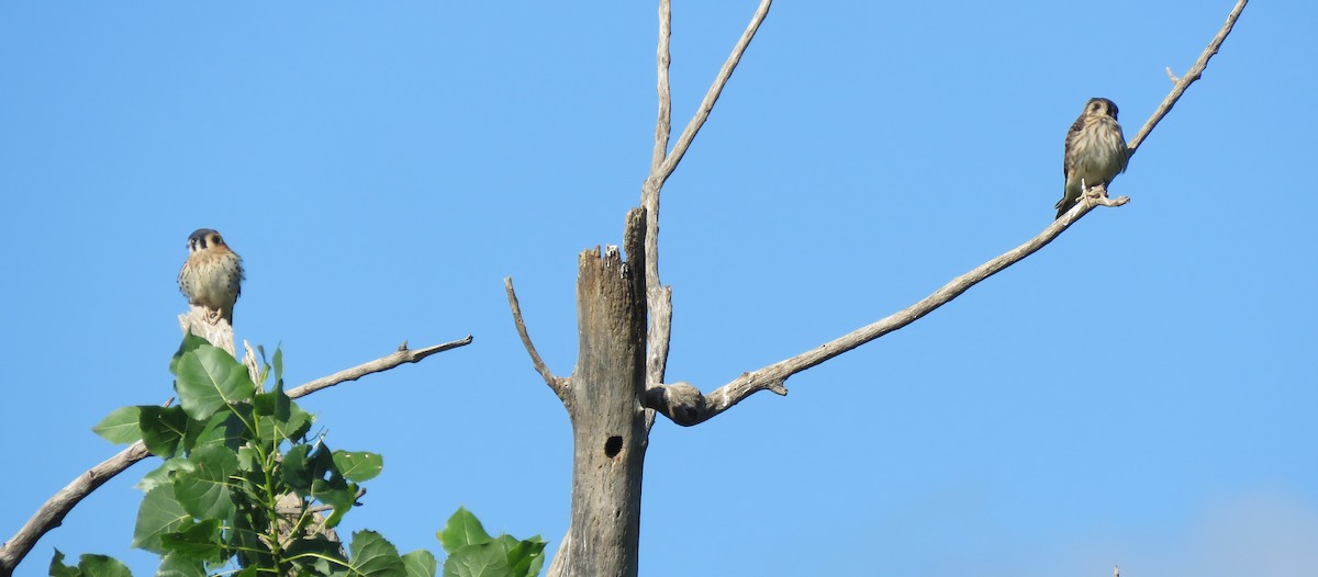 American Kestrel - ML620899755