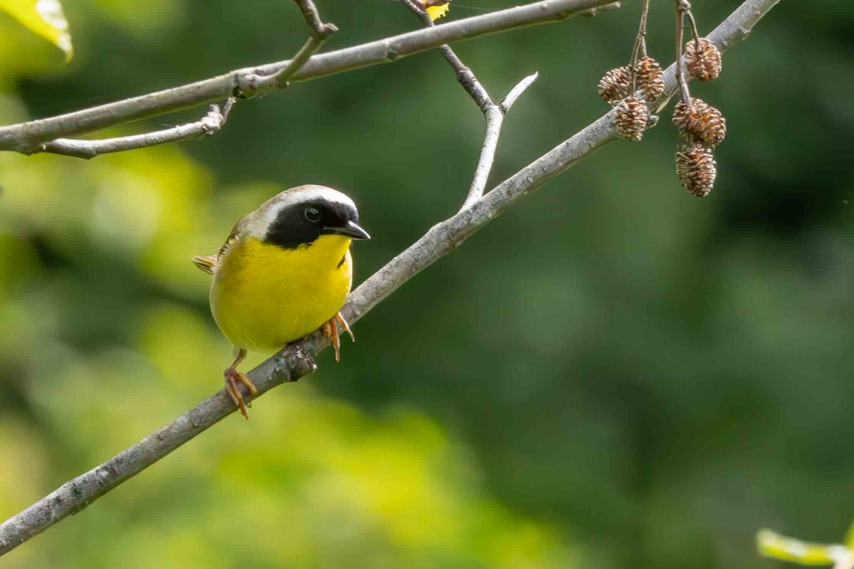 Common Yellowthroat - ML620899756