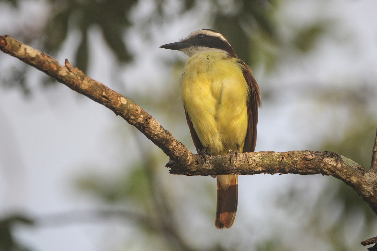 Great Kiskadee - ML620899758