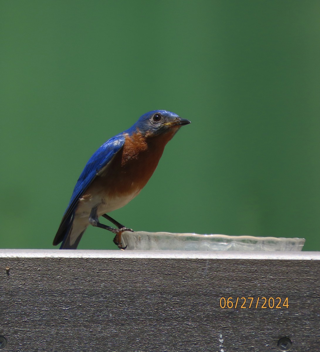 Eastern Bluebird - ML620899769