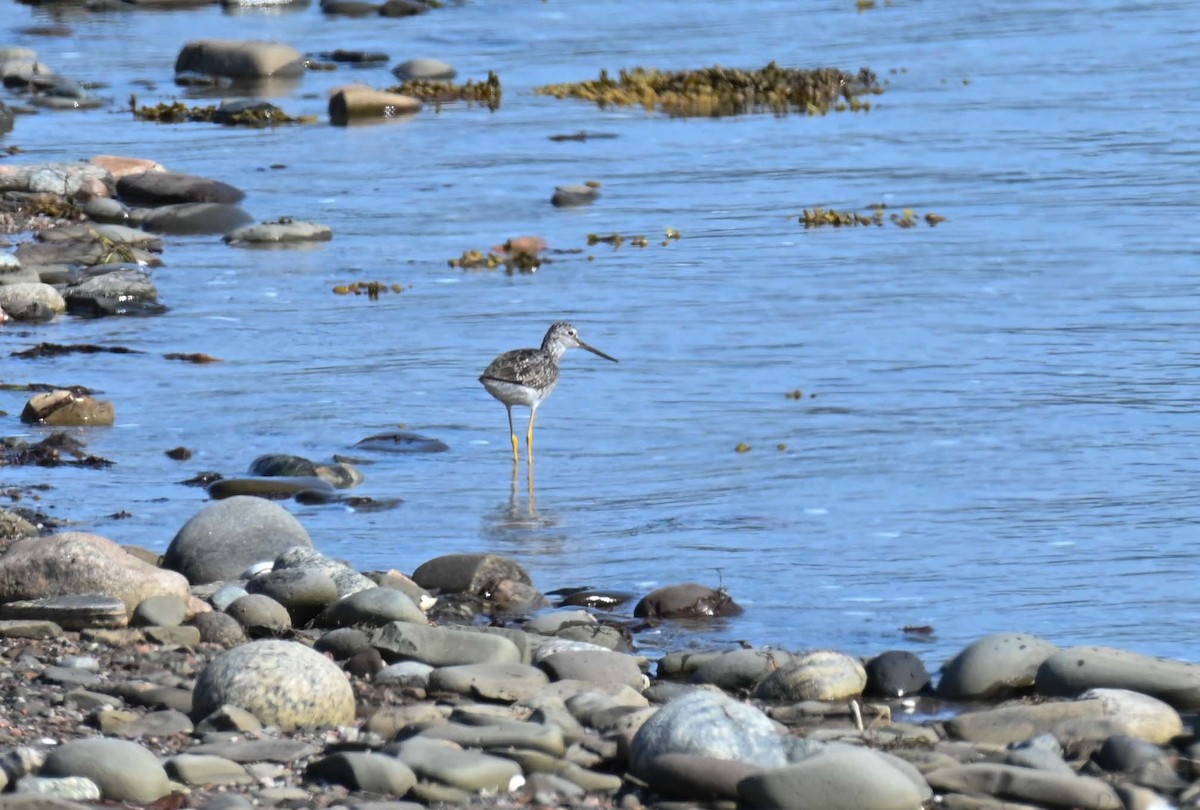 Greater Yellowlegs - ML620899778