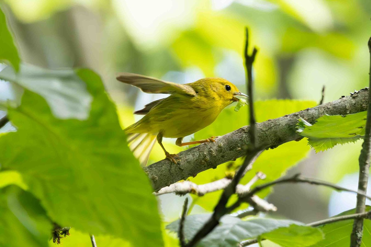 Paruline jaune - ML620899779